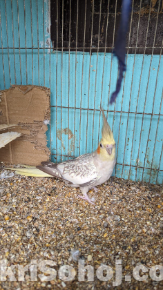 Cocatail bird